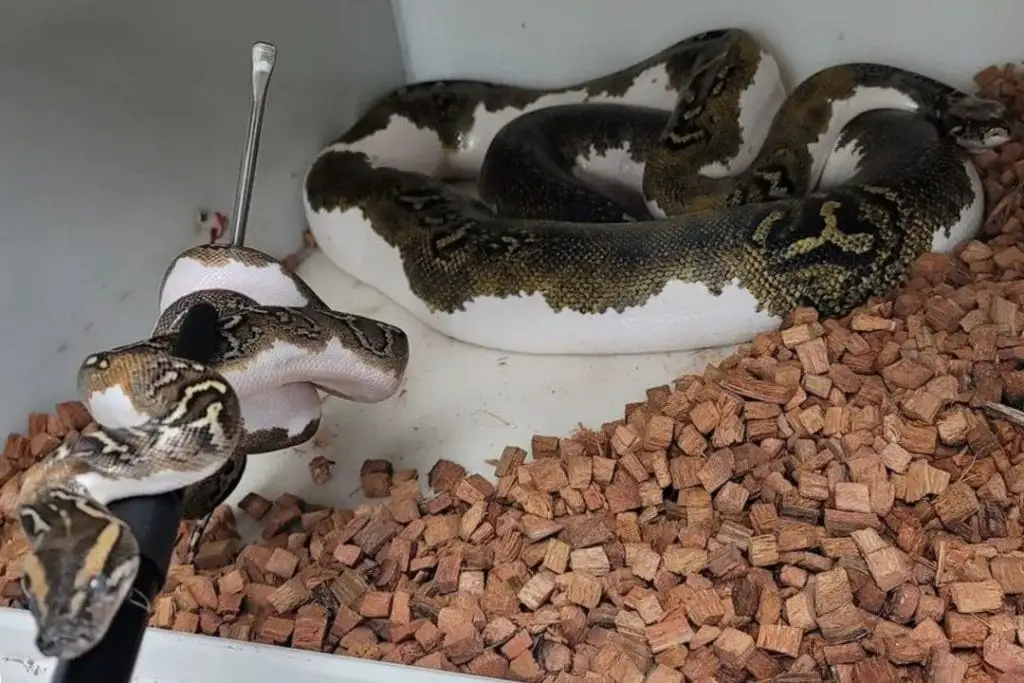 piedball burmese pythons