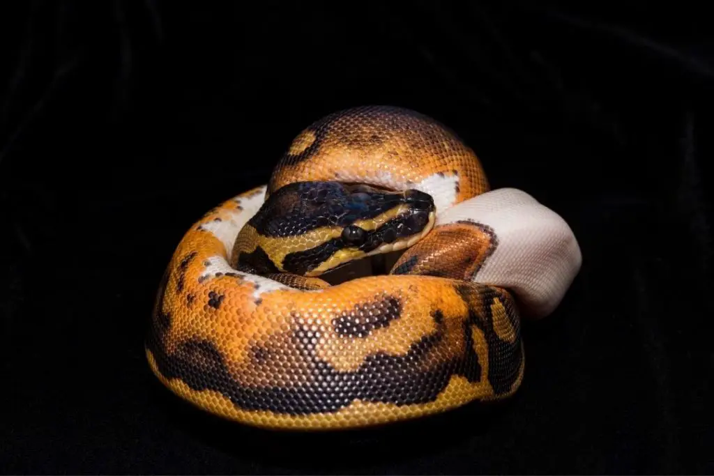 piedball ball python