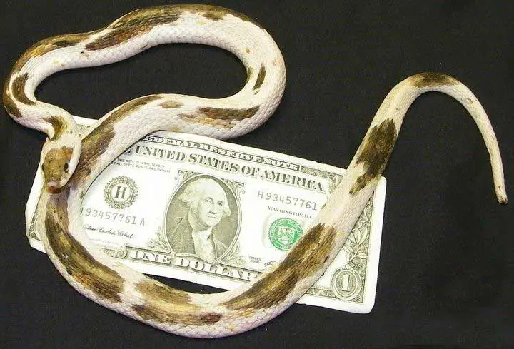 piedball garter snake