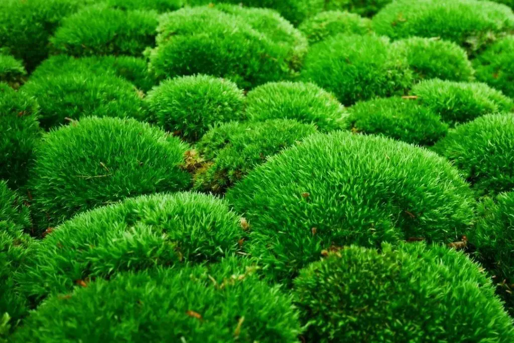 Pillow Moss