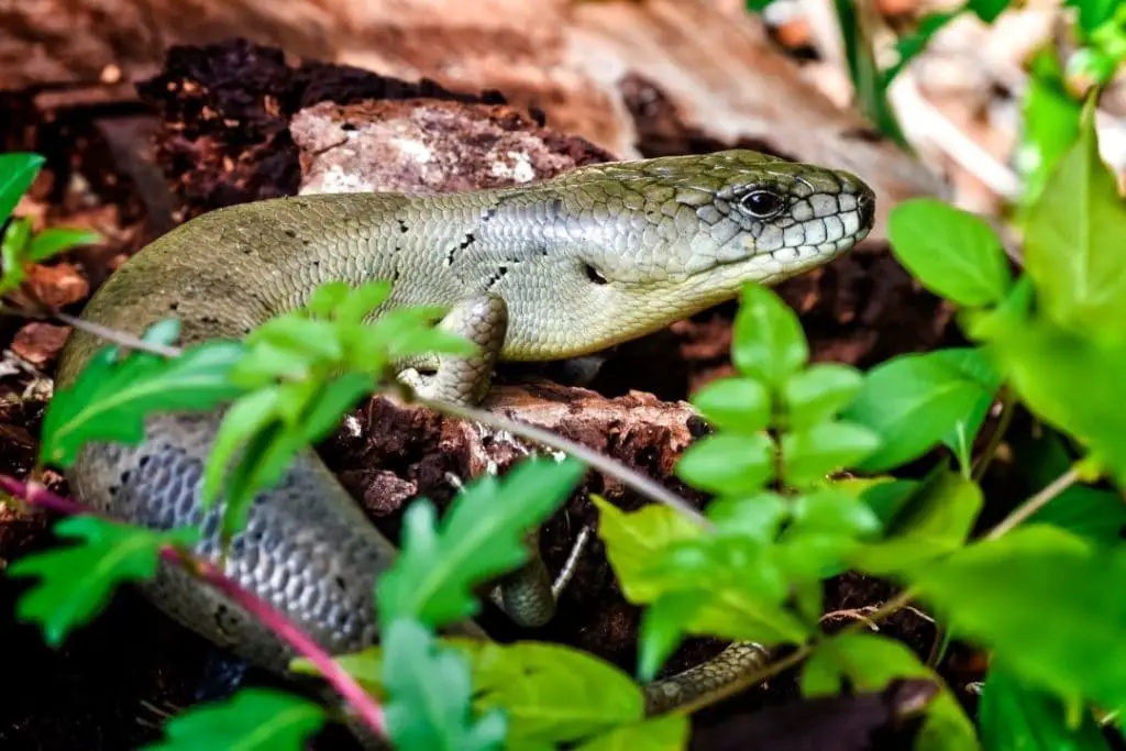 pink tongued skink