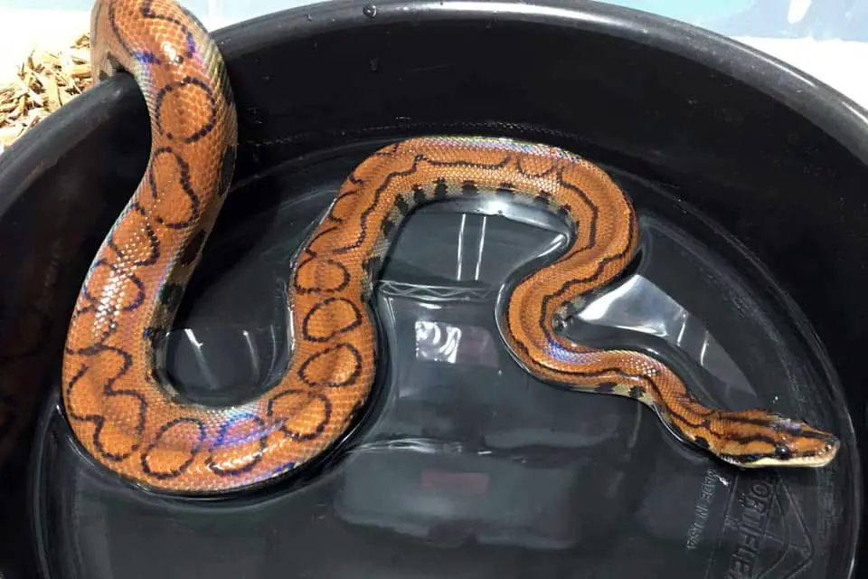 pinstripe rainbow boa phase