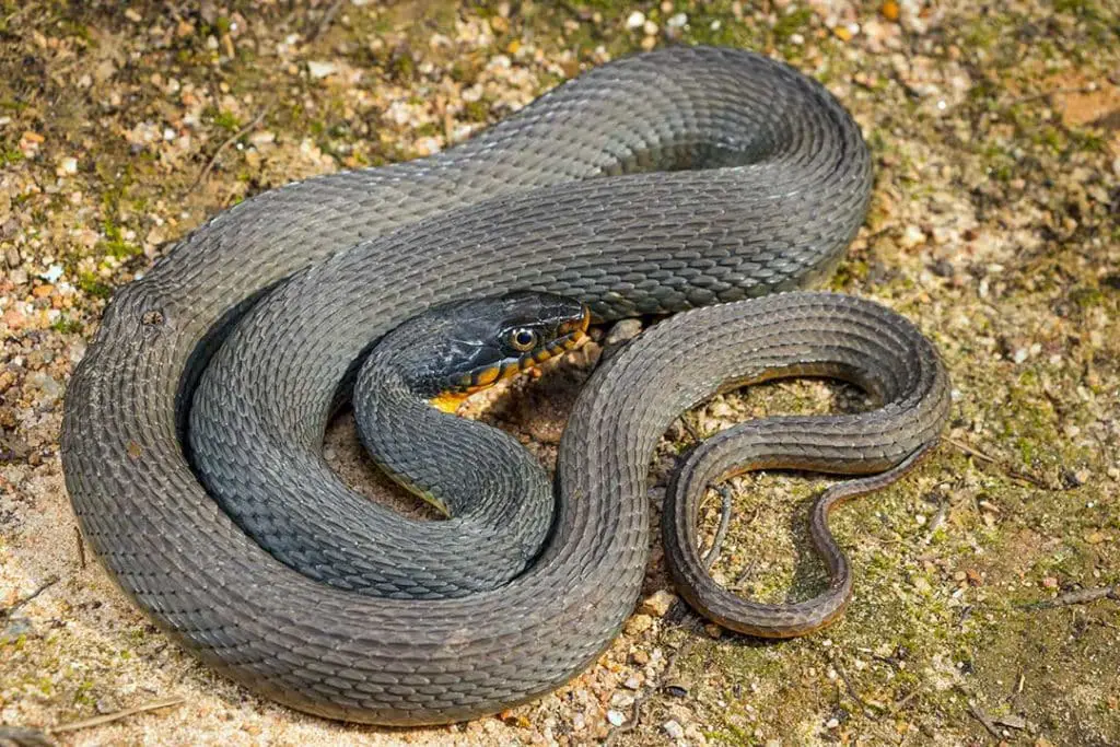 plain bellied water snake