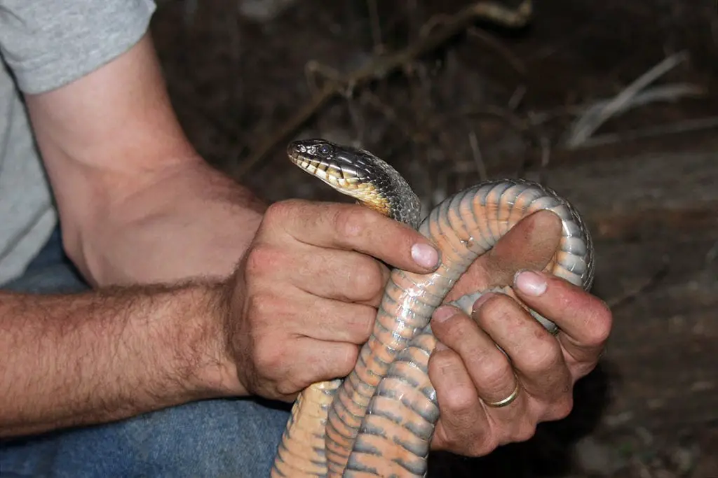 plain bellied water snake