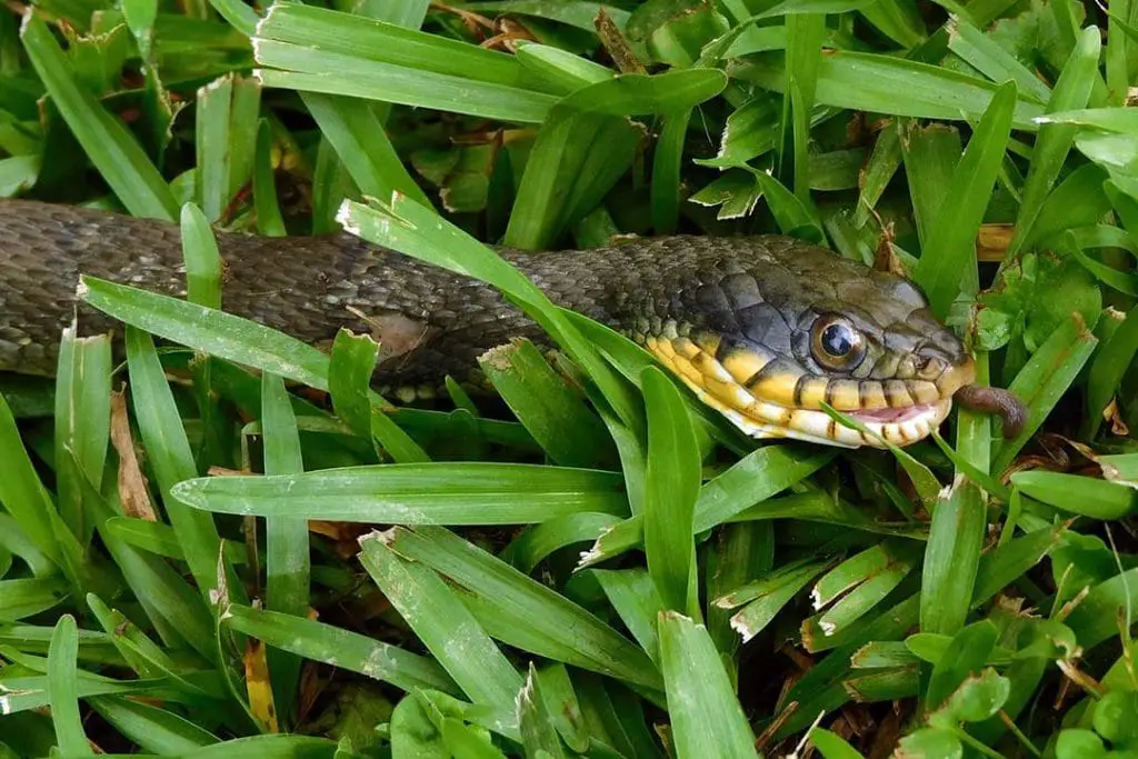 plain-bellied watersnake eating