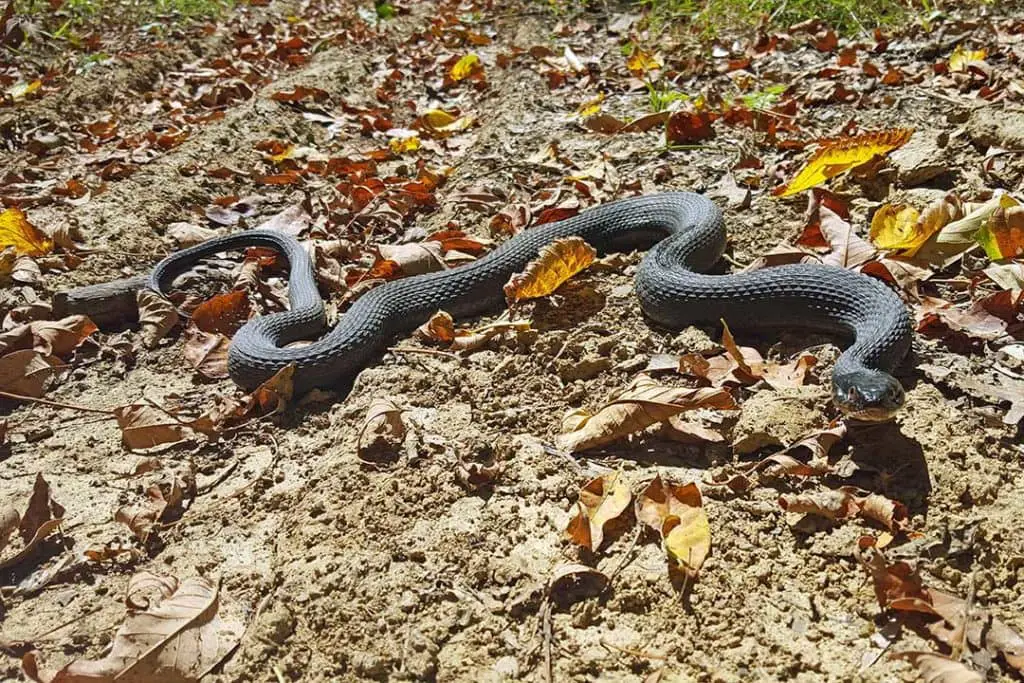 plain bellied watersnake hunting prey