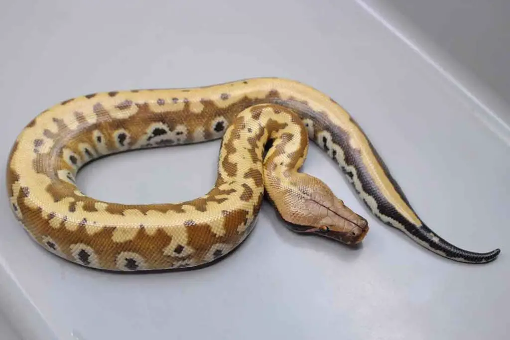 Pollen morph blood python