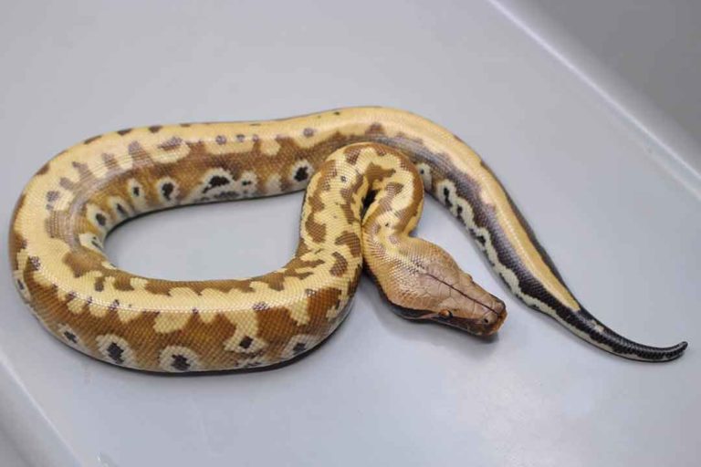 13 Blood Python Morphs (With Pictures) - ReptileHow.com