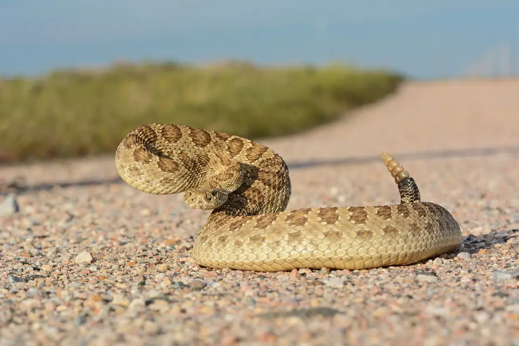 prairie rattlesnake