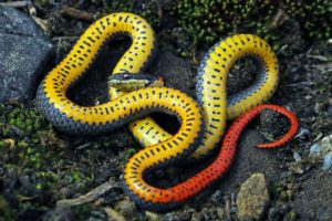 All 46 Snakes in Missouri (With Pictures) - ReptileHow.com