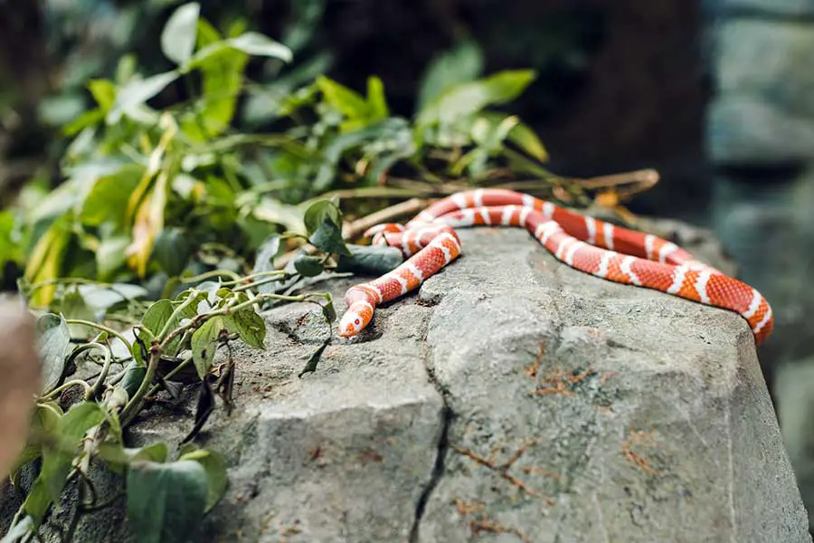 pueblan milk snake on an artificial rock