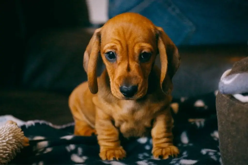 puppy on couch