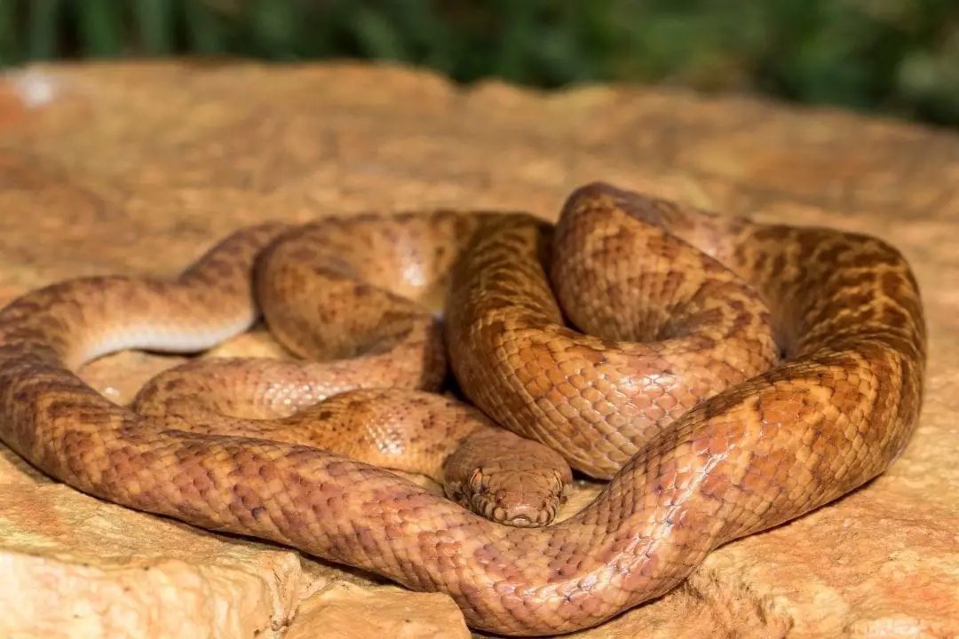 Top 23 Smallest Pet Snakes (With Pictures) - ReptileHow.com