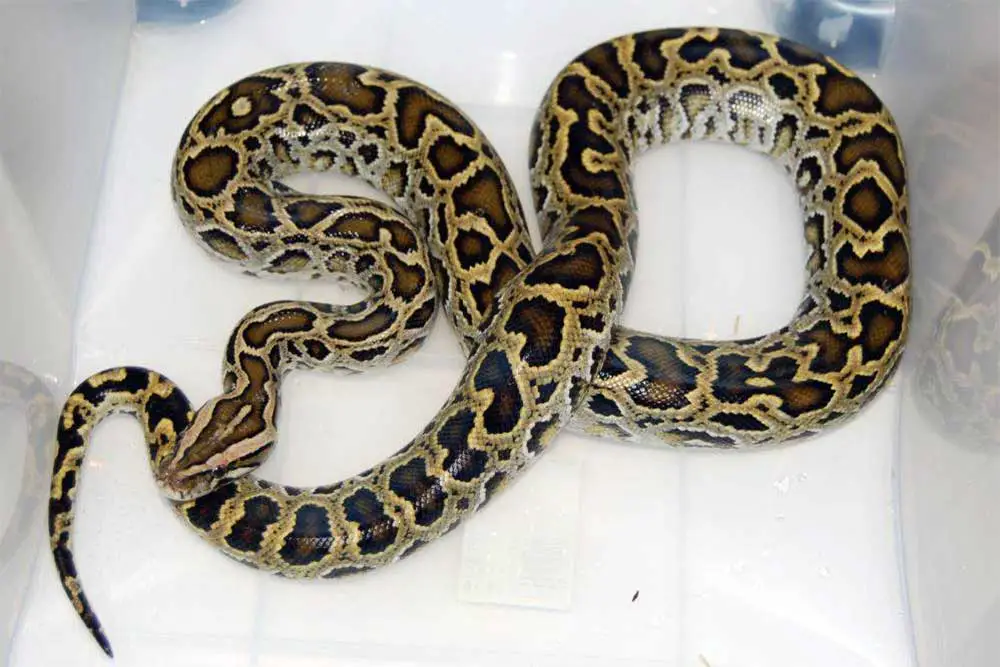 python bivittatus progschai