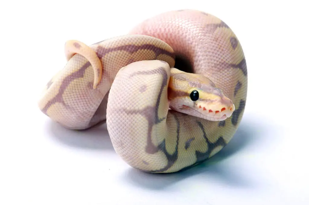 python regius snake curled up