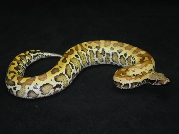 aztec morph blood python