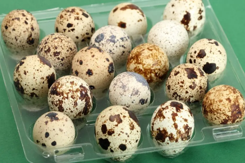 quail eggs