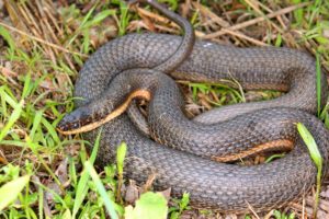 All 48 Snakes in Florida (With Pictures) - ReptileHow.com