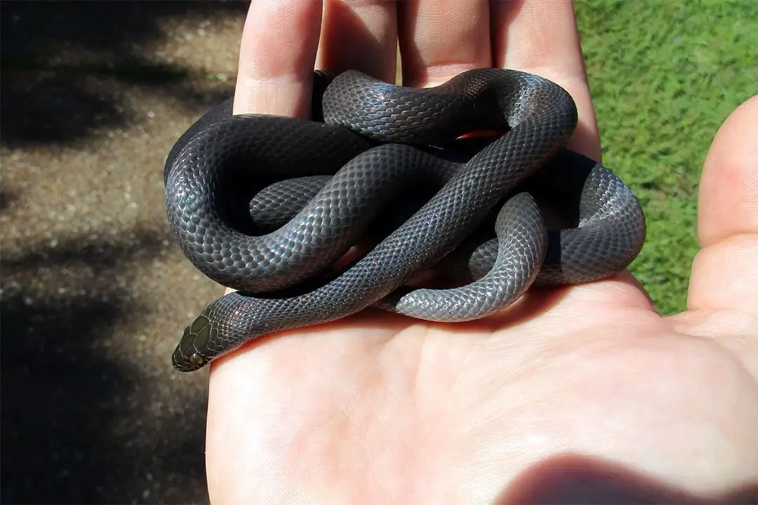 quiet african house snake