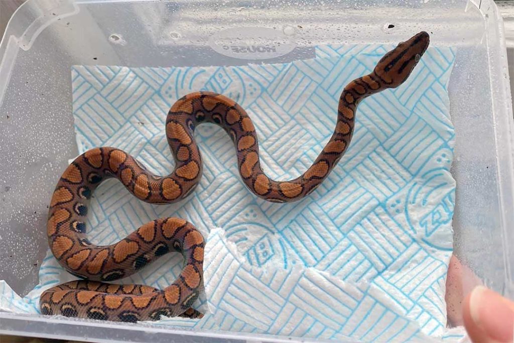 rainbow boa in a container during enclosure maintenance