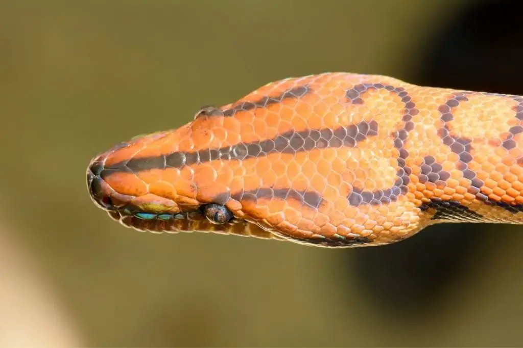 rainbow boa's head