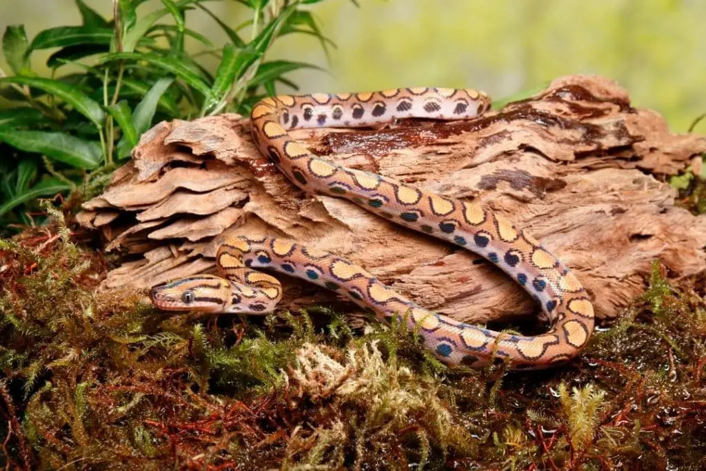 rainbow boa hunting