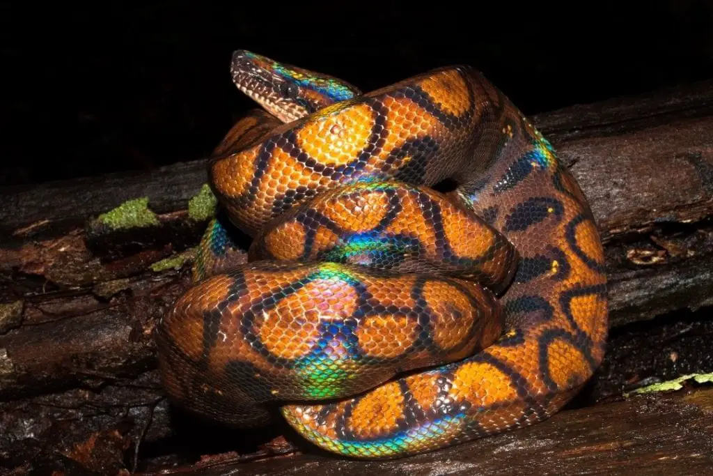 rainbow boa in a ball