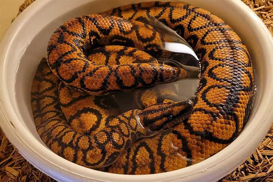 rainbow boa swimming in water bowl