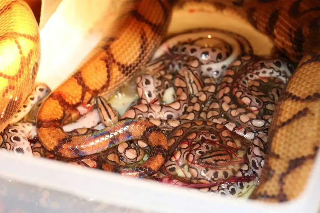 rainbow boa live birth