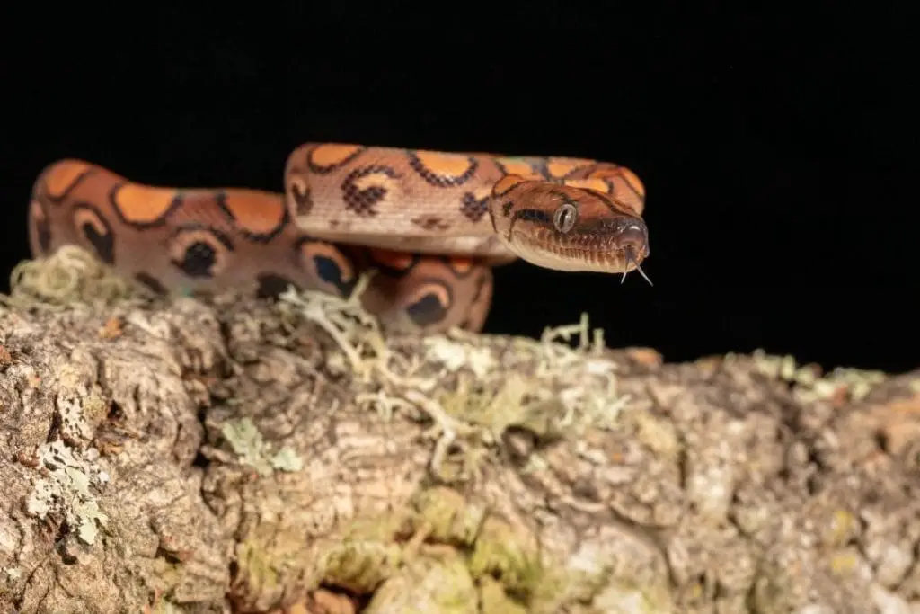 rainbow boa in attack posture