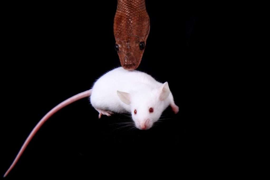 rainbow boa with a mouse