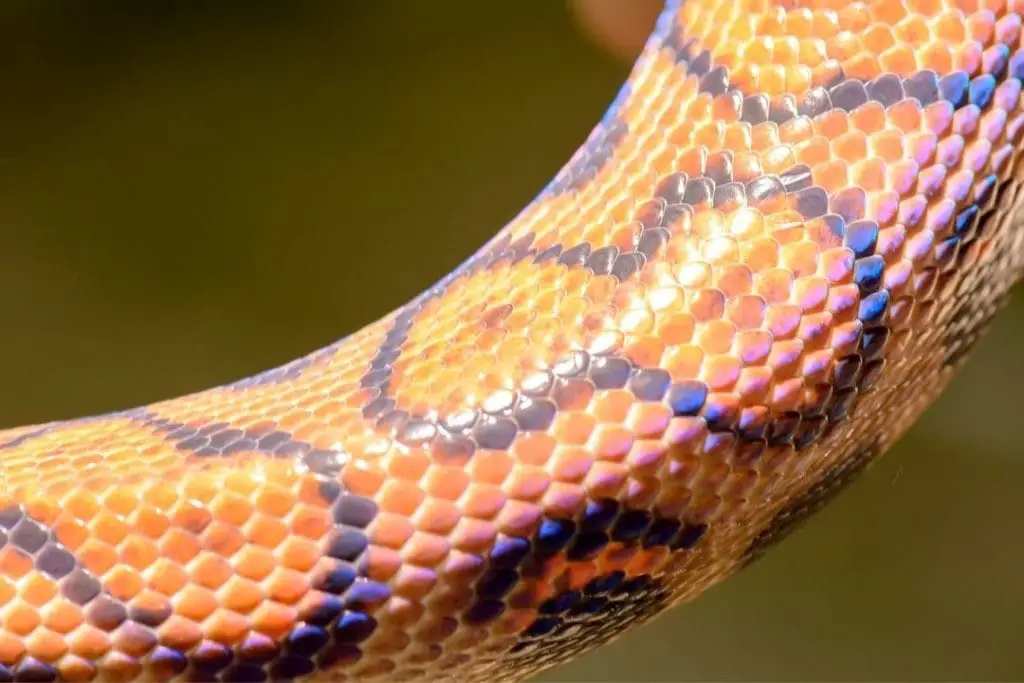 rainbow reflection on rainbow boa scales