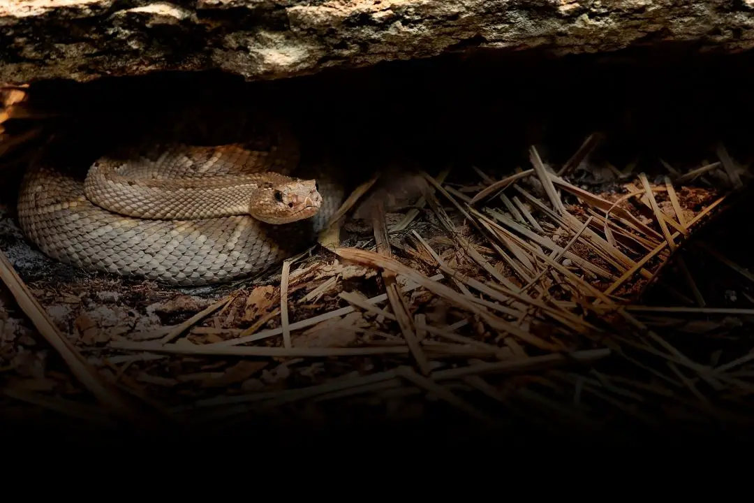 rattler snake hibernating in its snake den
