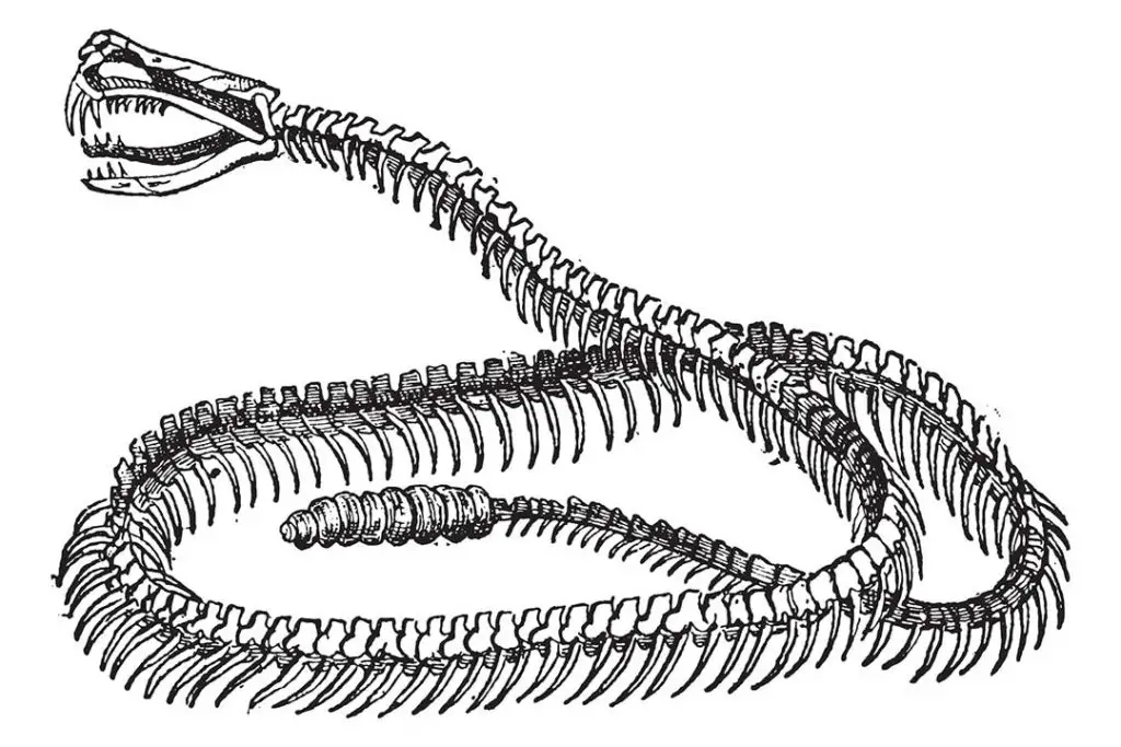 rattlesnake skeleton drawing