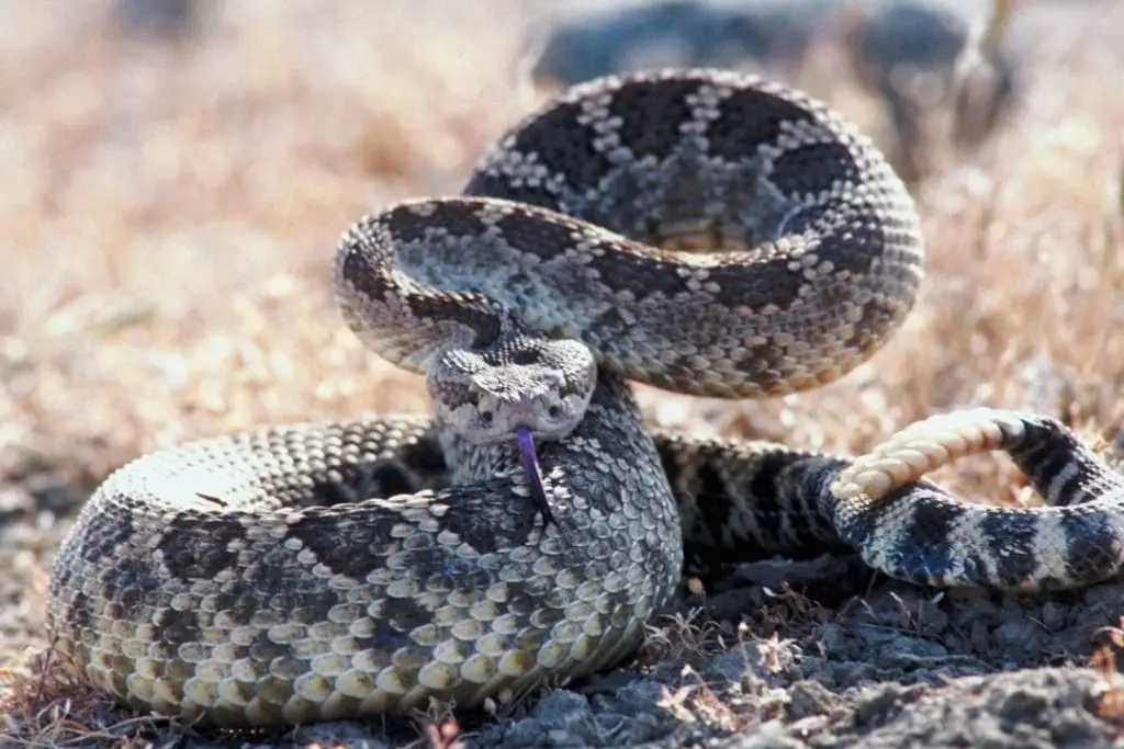 rattlesnake attack