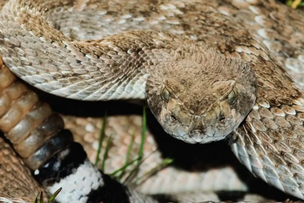 rattlesnake head
