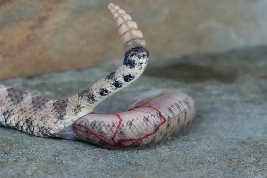 rattlesnake giving birth to a live snakelet