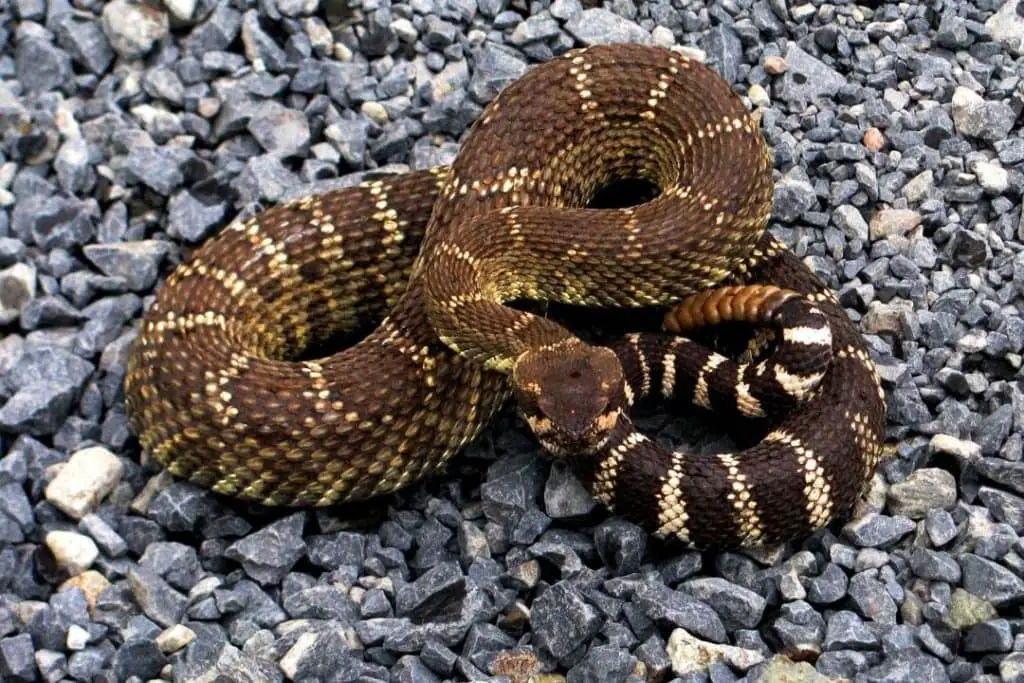 rattlesnake on rocks