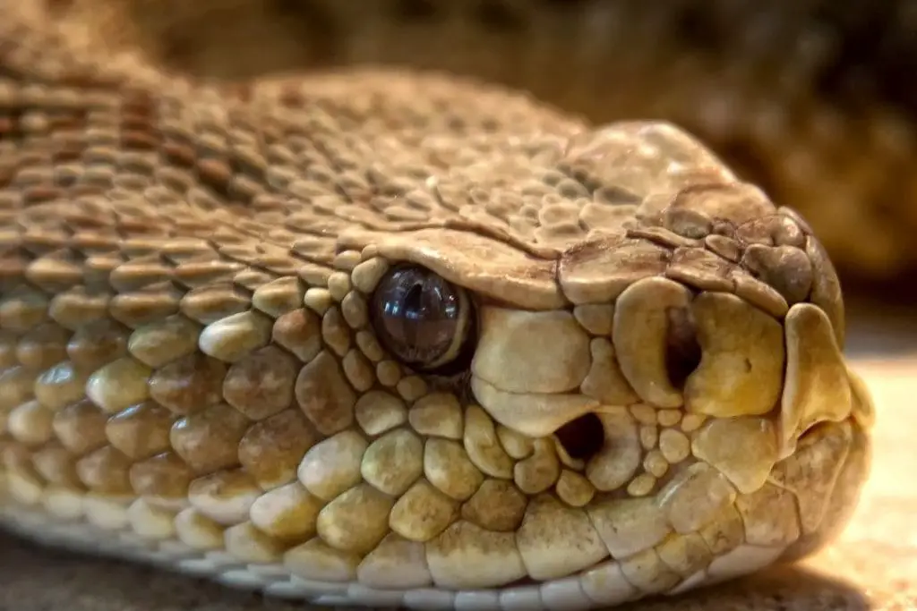 rattlesnake pupil closeup