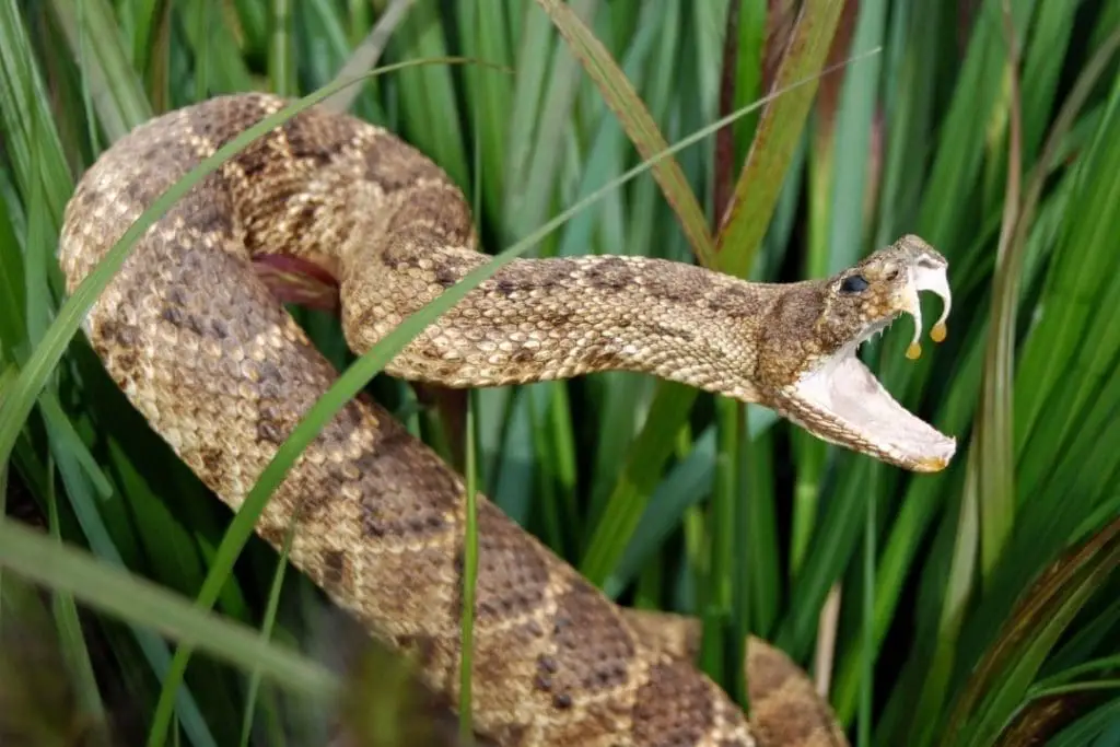 rattlesnake showing its teeth and venom