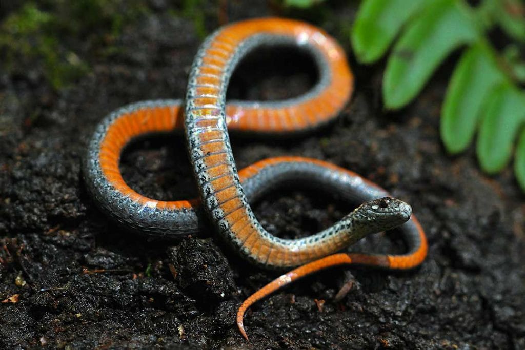 Storeria occipitomaculata red bellied snake