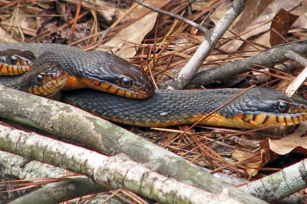 Red bellied watersnakes mating