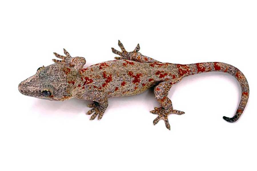 red blotch gargoyle gecko
