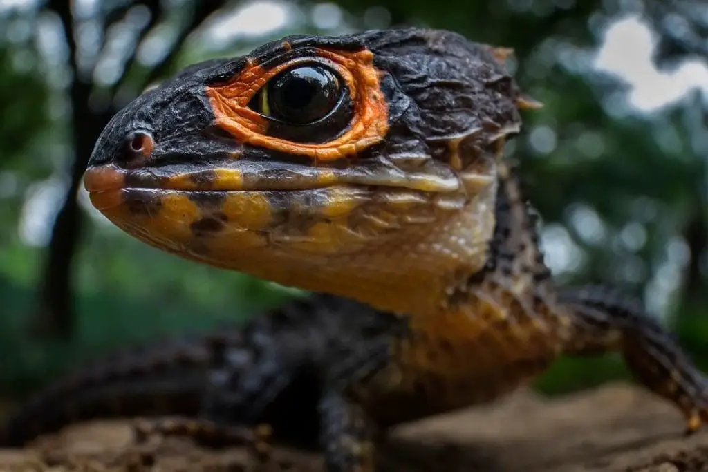 red eyed crocodile skink