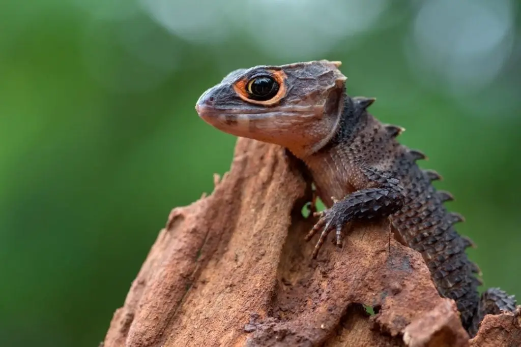 red eyed crocodile skink basking under heat