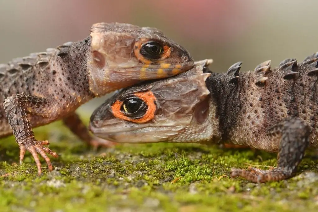 couple of red eyed crocodile skinks