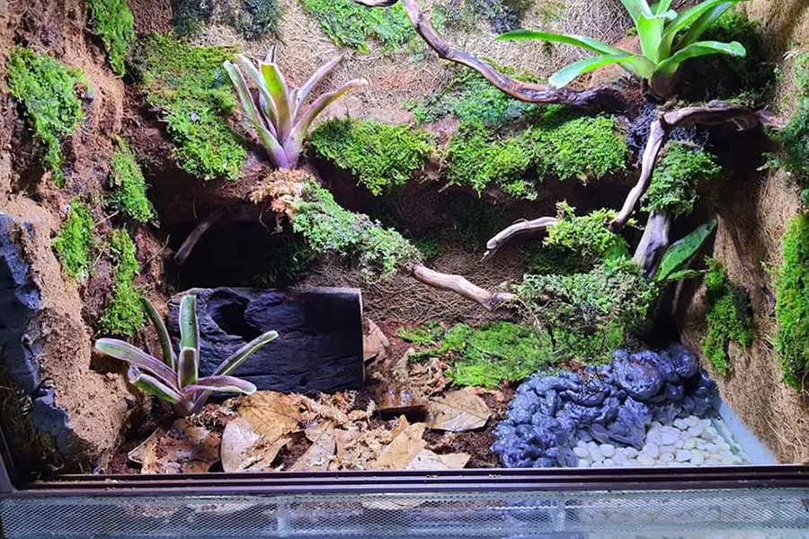 red eyed crocodile skink enclosure setup