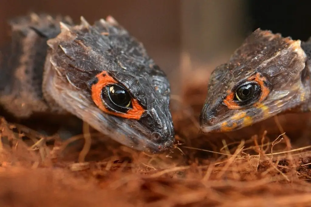 red eyed crocodile skinks looking at their substrate