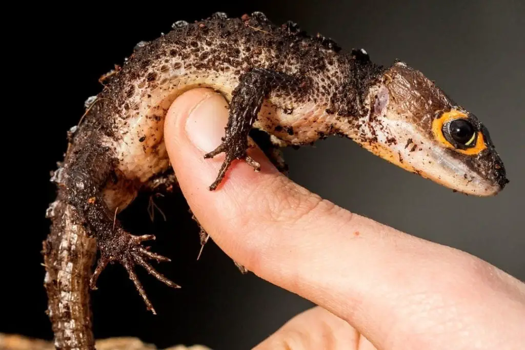 crocodile skin on a finger