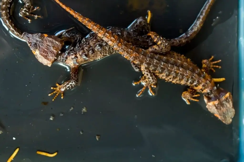 feeding time for red eye skinks